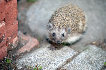 A scared hedgehog looks to camera