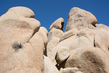 Joshua Tree Desert Landscape