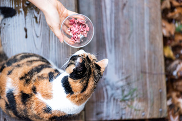 Calico homeless cat curious exploring house backyard by wooden deck, garden, wet wood territory, smelling scent sniffing woman hand girl feeding bowl of meat food