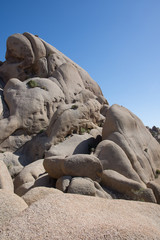 Joshua Tree Desert Landscape