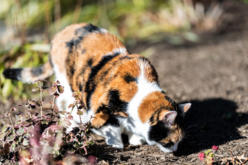 Calico cat outside sniffing smelling garden face scent marking territory, curious in front or back yard of home or house mulch