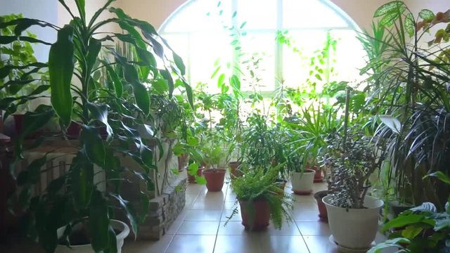Plants in the office. Hipster artist work space, plants and canvas. Stock. Office buildings and green garden