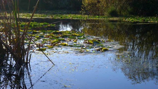 Lake Whakamaru near Tokoroa in New Zealand is a popular lake to fly fish for trout
