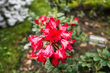 Lago maggiore e dintorni (albero di san bartolomeo)