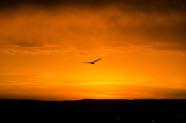 bird flying to the sunset