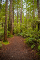 Obraz premium red wood forest landscape