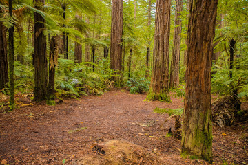 red wood forest landscape