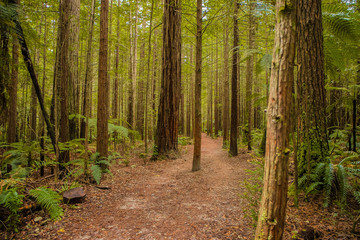 Obraz premium red wood forest landscape