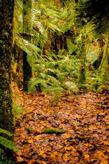 red wood forest landscape
