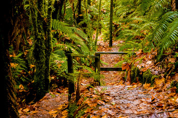 red wood forest landscape