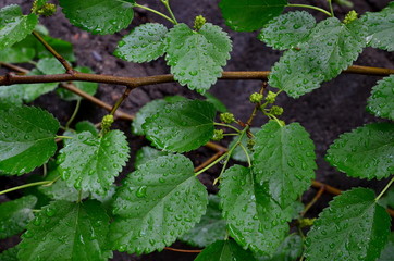 Background consisting of wet leaves of mulberry.