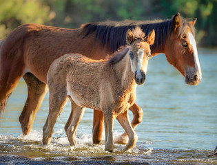 Wild Horse & Foal @ Salt River, Arizona