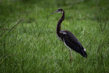 Alert Heron