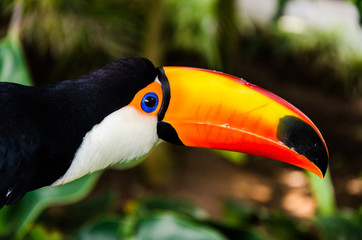 portrait of a toucan on a tree