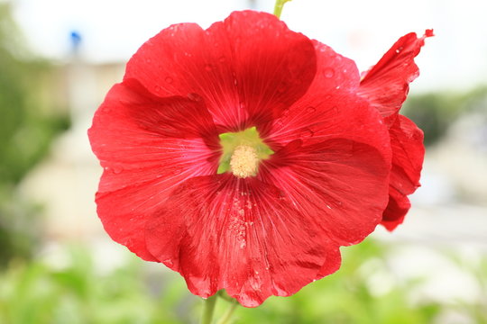 花脈 Images Browse 71 Stock Photos Vectors And Video Adobe Stock