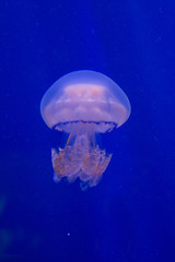 Barrel jellyfish, dustbin-lid jellyfish, frilly-mouthed jellyfish (Rhizostoma pulmo).