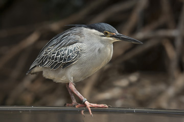 Striated heron,mangrove heron, little heron, green-backed heron, (Butorides striata).