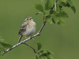 Grasshopper Sparrow (Ammodramus savannarum) Singing in Spring