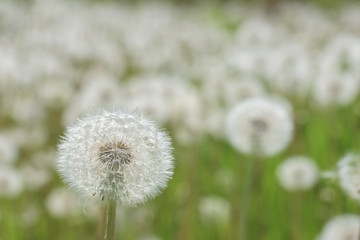 white dandelion in the meadow