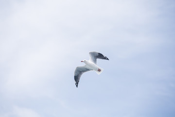 Fototapeta na wymiar Bird Seagull Flying In Sky