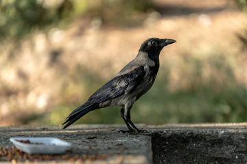 A crow standing
