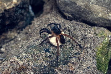 Spider