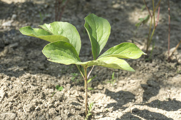 Young sunflower plant in soil