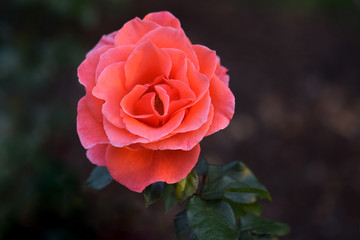 Candelabra Pink Rose