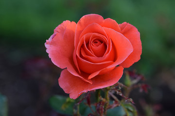 Candelabra Pink Rosebud 02