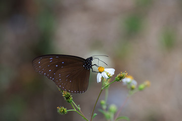 Butterfly in Cat Ba, Vietnam