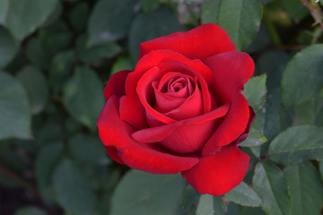 Opening Night Red Rose 04