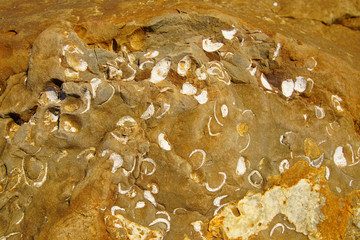 Clam fossils from the miocene era