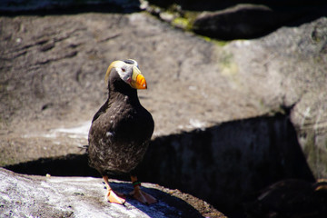 Tufted puffin on rocky shore