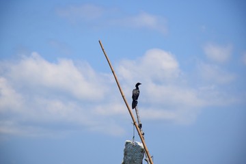 Birds nest on bamboo in the sea, southern Thailand.