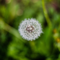 close up of a dandelion head