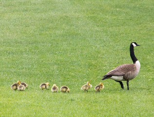 Mamma Goose and Goslings