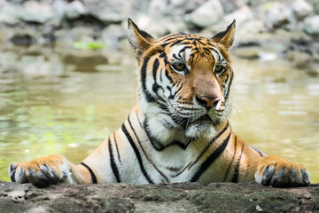 Fototapeta na wymiar Close up tiger.
