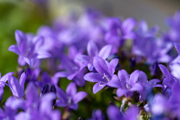 カンパニュラの花