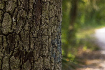 Close up of Tree Bark
