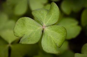 close up of a three leaf clover
