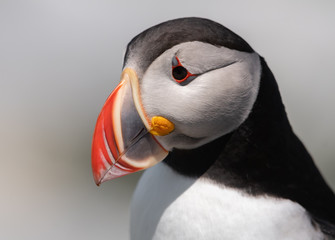 Atlantic Puffin 