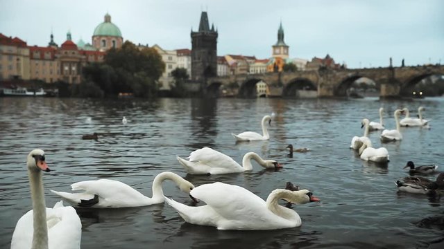 Prague, Czech Republic. White Swans Swimming In The Vltava River. Famous Old Charles Bridge On Background