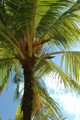 underside of a palm tree over a blue sky