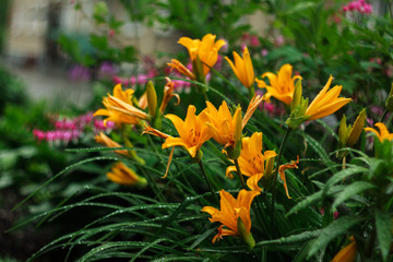 Beautiful Lily Bush bloomed on the flower bed in early June
