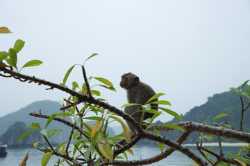 Macaque in the monkey Island, Cat Ba.