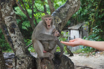 Macaque in the monkey Island, Cat Ba.