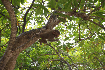 Macaque in the monkey Island, Cat Ba.
