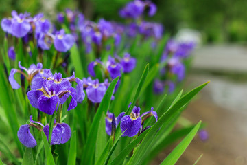 flowering irises on the flower bed in early summer