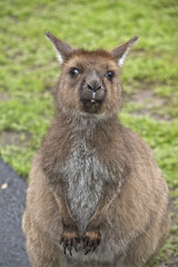 Naklejka na ściany i meble Kangaroo-Island kangaroo