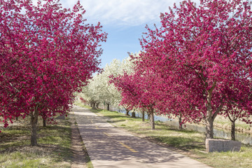Naklejka premium Crabapple flower in full bloom along the bike path 